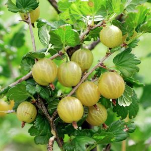 Ribes uva crispa - Огрозд