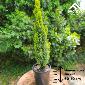 Chamaecyparis lawsoniana "Ellwoodii Gold"