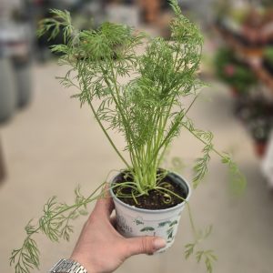 Anethum graveolens - Копар