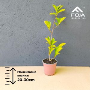 Magnolia loebneri 'Leonard Messel' - Листопадна Магнолија