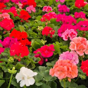 Pelargonium 'Calliope' - Сардела Калиопе