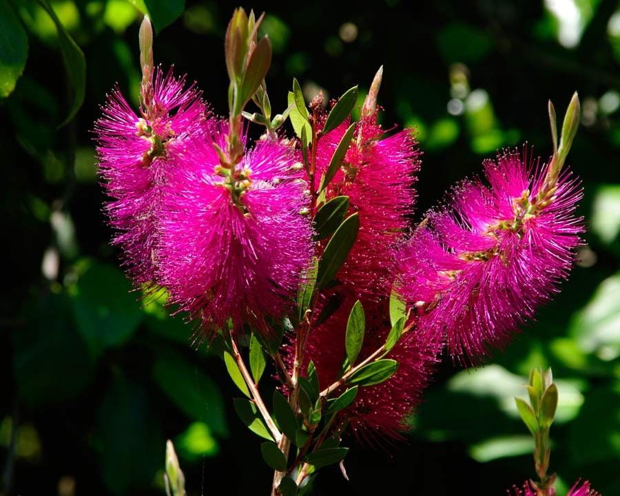 Callistemon - Калистемон - FOJA - Landscaping