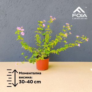 Lantana sellowiana Montevidensis