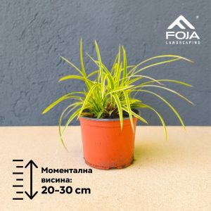 Carex morrowii 'Goldband'