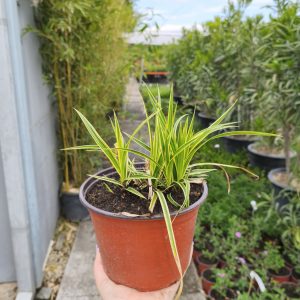 Carex morrowii 'Gold Band'