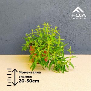 Cistus Monspeliensis