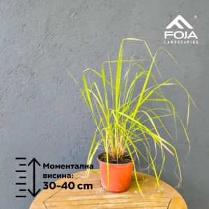Eragrostis spectabilis