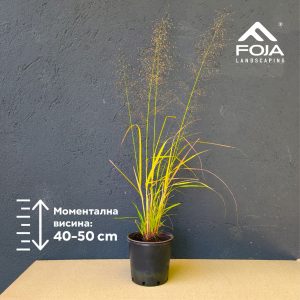 Eragrostis spectabilis
