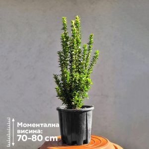 Euonymus japonicus 'Green spire'