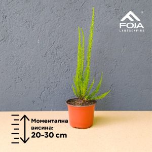 Fabiana imbricata