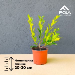 Ficus nitida