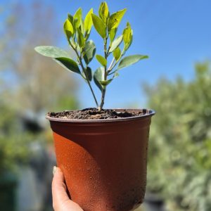 Ficus nitida