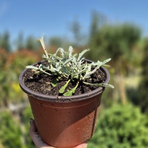 Gazania argentea