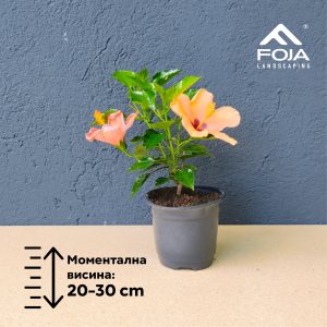 Hibiscus sinensis - Хибискус