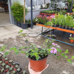 Lantana sellowiana Montevidensis