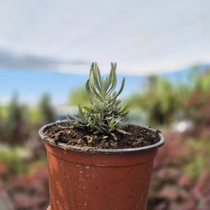 Lavandula intermedia Grosso