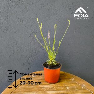 Lavandula intermedia Grosso