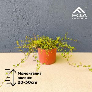 Muehlenbeckia complexa