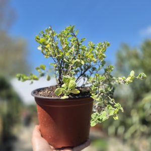 Origanum majorana