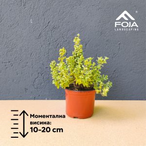 Origanum majorana