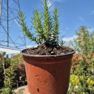 Rosmarinus officinalis 'Prostratus' - Рузмарин