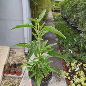 Salvia farinacea - Жалфија