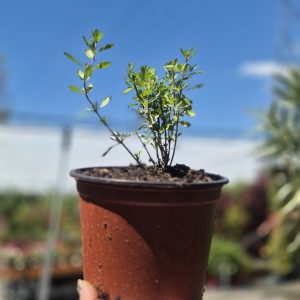 Salvia Greggi - Жалфија