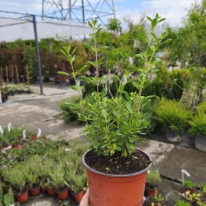 Salvia Greggi - Жалфија