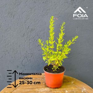 Salvia Greggi - Жалфија