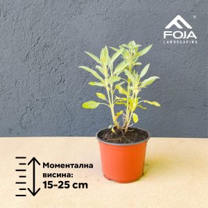 Salvia officinalis - Жалфија
