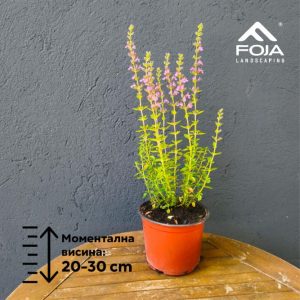 Teucrium chamaedrys