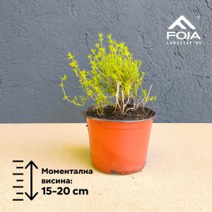 Thymus vulgaris  - Мајчина душица