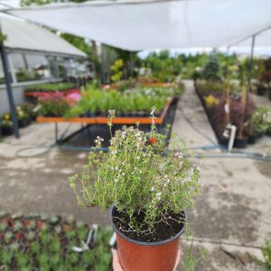 Thymus vulgaris  - Мајчина душица