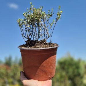 Thymus vulgaris  - Мајчина душица