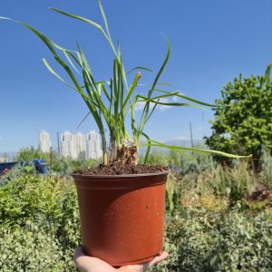 Tulbaghia violacea