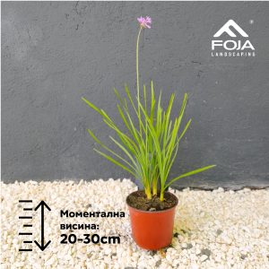 Tulbaghia violacea