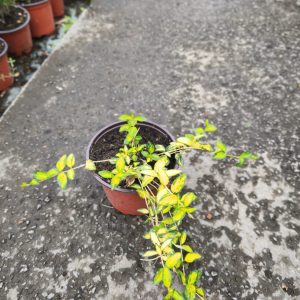 Vinca minor variegata