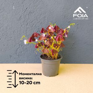 Oxalis triangularis