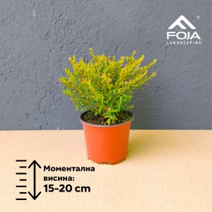 Cuphea hyssopifolia