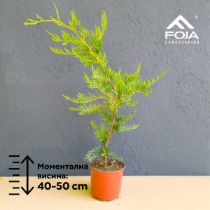 Cupressus leylandii - Чемпрес