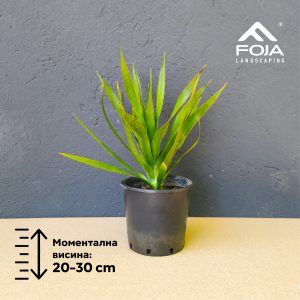 Dracaena Draco