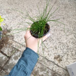 Isolepsis
