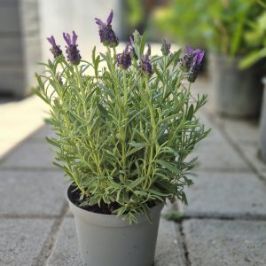 Lavandula Stoechas