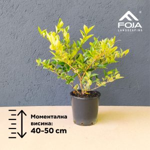 Ligustrum texanum Variegata