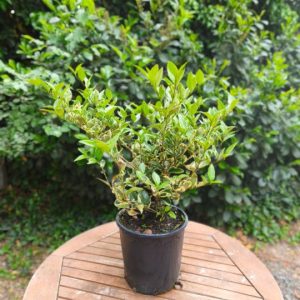 Ligustrum texanum Variegata