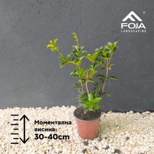 Osmanthus Aquifolium