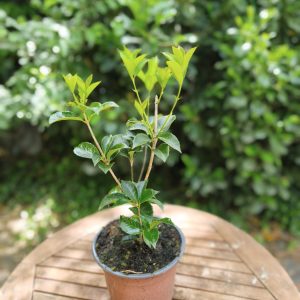 Osmanthus Aquifolium