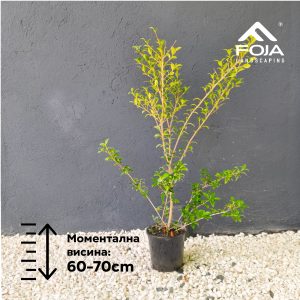 Osmanthus x burkwodii