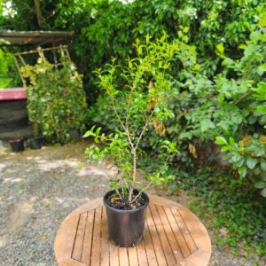 Osmanthus x burkwodii