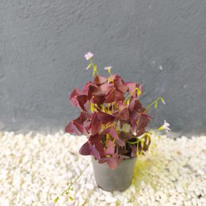 Oxalis triangularis